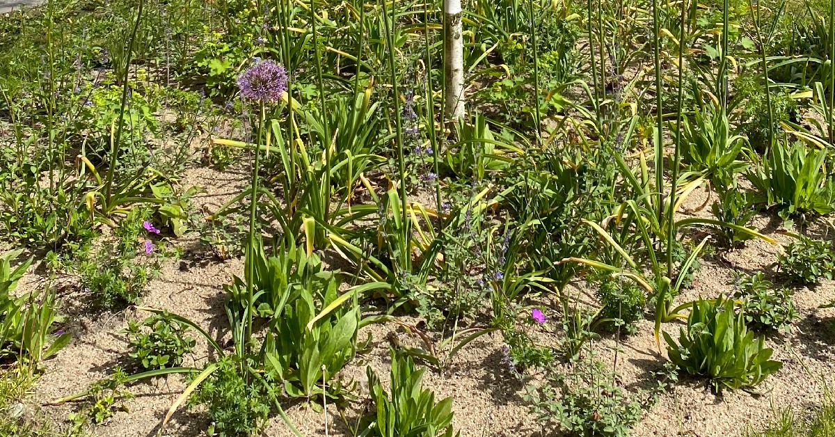 Purløg og andre grønne planter